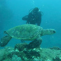 Diving with a turtle on Kauai