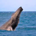 Whale watching with Blue Dolphin Charters