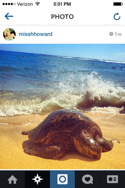 Turtle on Poipu Beach