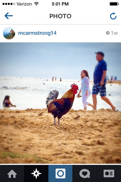 Rooster on Poipu Beach - it happens