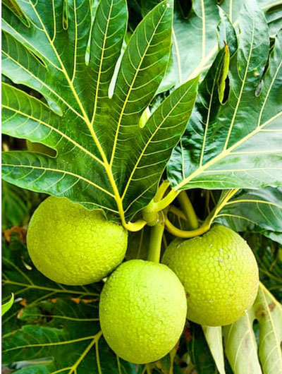 Kauai breadfruit tree
