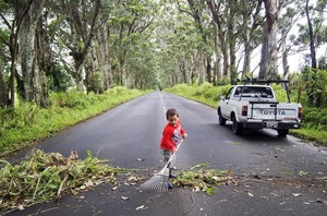 Tree Tunnel Kauai cleanup