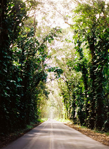 tree-tunnel-kauai