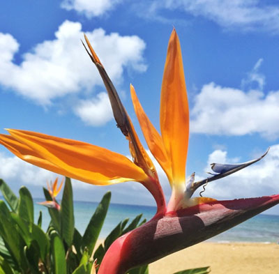 Fleurs tropicales d'Hawaï de l'oiseau de paradis