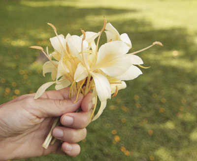 Fleurs de gingembre Kauai