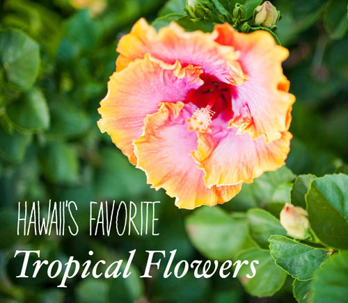 Hawaii's popular tropical flowers and how to wear them