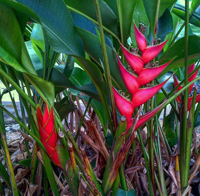 Heliconia flowers Kauai