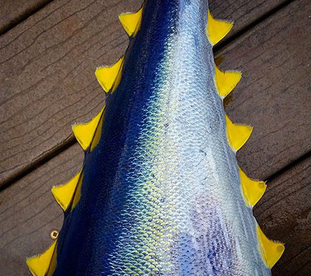 Kauai Ahi Yellow Fin Tuna