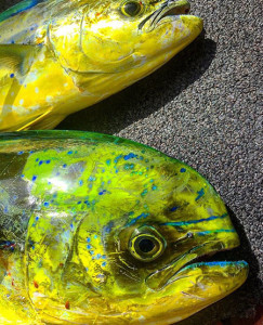 Mahimahi fish Kauai