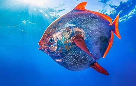 Opah Kauai fish