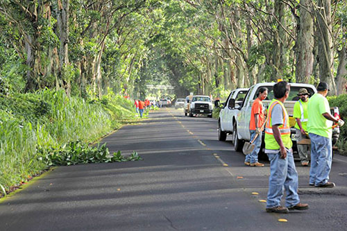 Kauai Tree Tunnel clean up day crew