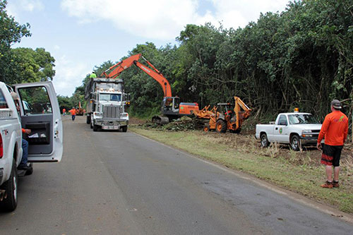 Kauai Tree Tunnel Clean up day