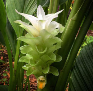 Turmeric Olena flower Kauai Hawaii