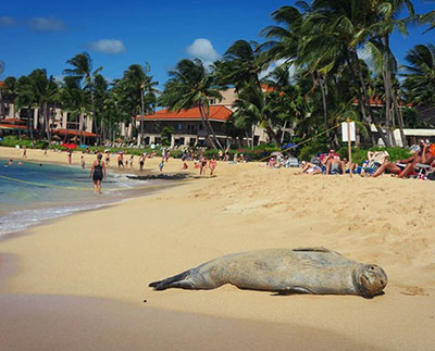 Hawaiian monk seal resting on Poipu Beach