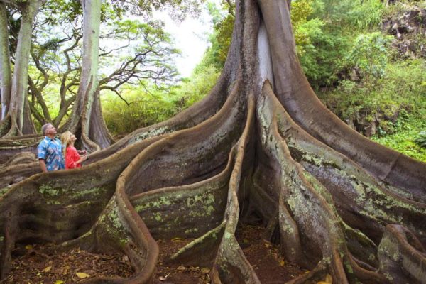 Jurassic Park Movie Kauai - on location at National Tropical Botanical Gardens Kauai