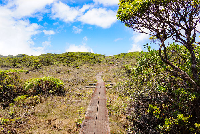 The Alakai swamp trail boardwalks- built to help hikers through the bog and preserve the swamp’s delicate ecosystem