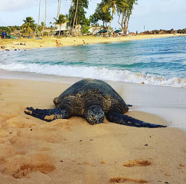 Havajská zelená mořská želva na pláži Poipu Kauai