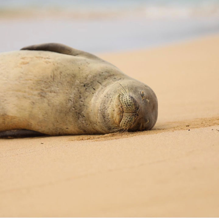 Hawaiian monk seal odpočívá na pláži Poipu Kauai