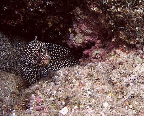Hawaiiaanse Moray paling