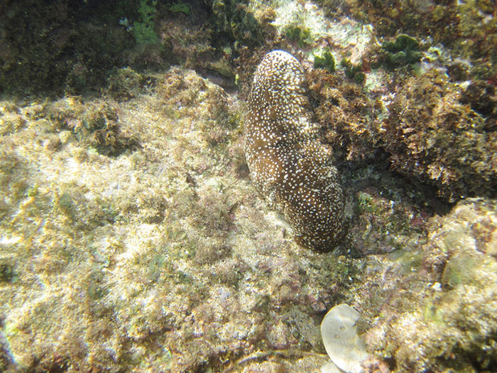 hawajski ogórek morski