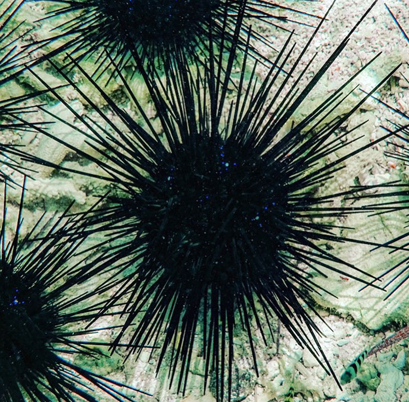 Hawaiian sea urchin - Wana