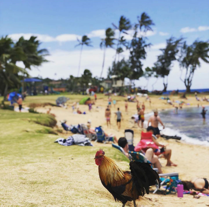 Kauai cocoș pe plaja Poipu Kauai