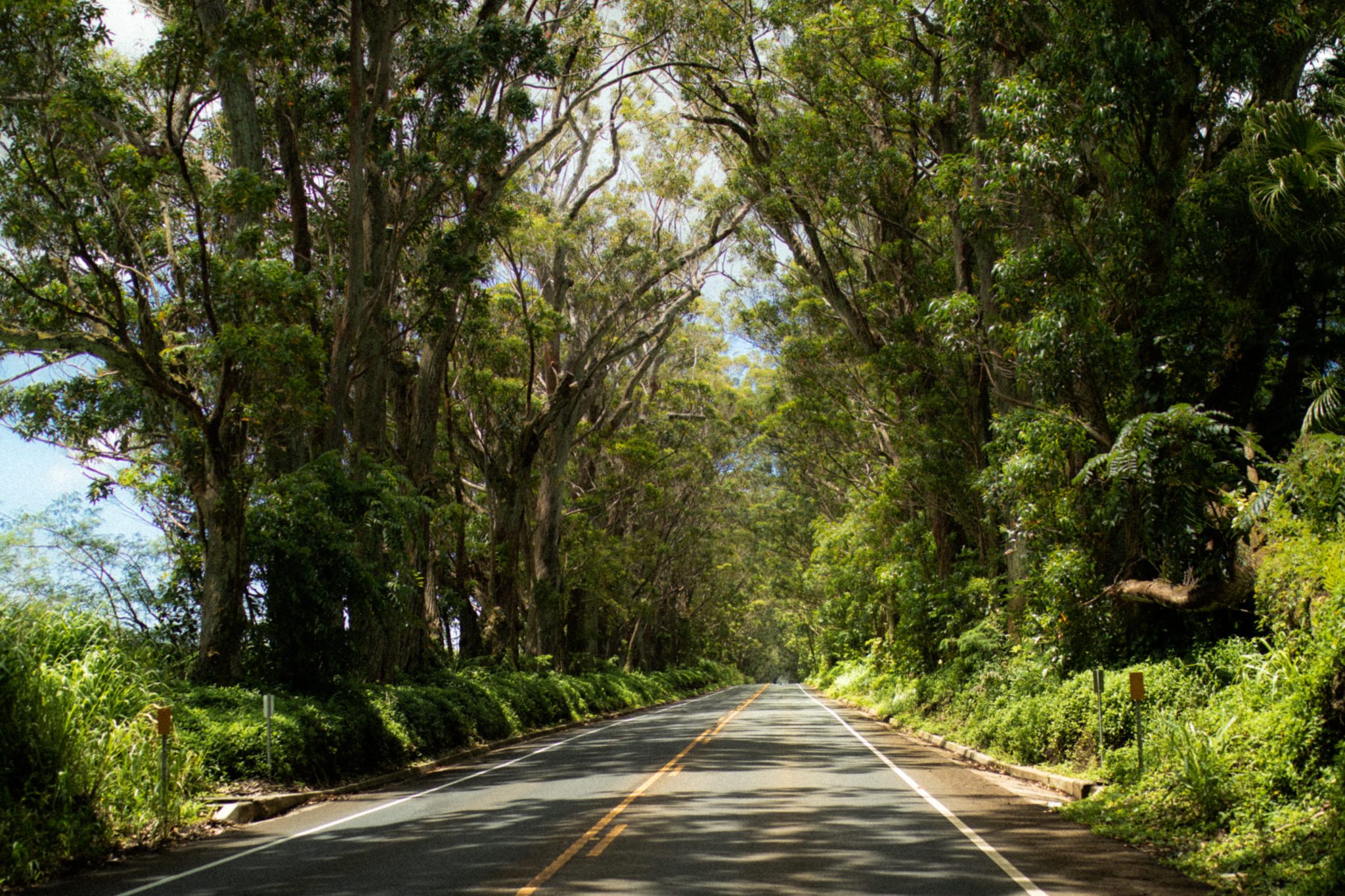 Kaua`is Famous Tree Tunnel - Poipu Beach Resort Association